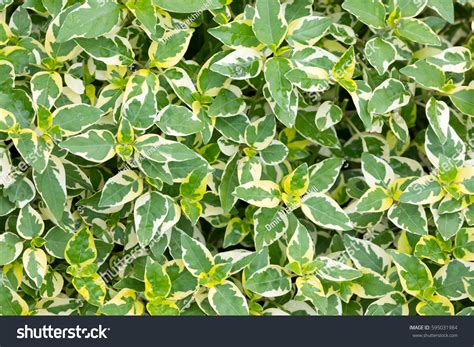 ficus benjamina sunlight